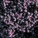 俯瞰盛开的紫色石南花，纹理丰富，色彩鲜艳