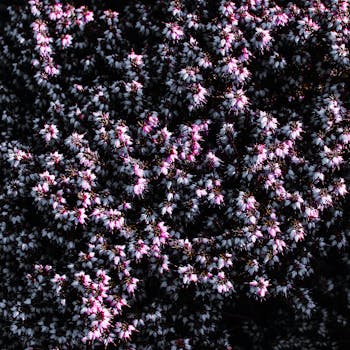 俯瞰盛开的紫色石南花，纹理丰富，色彩鲜艳