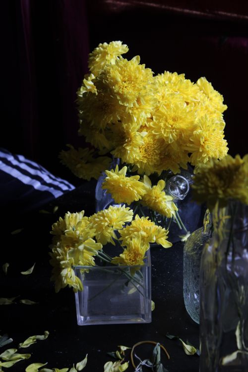 Free Aesthetic arrangement of bright yellow chrysanthemums in glass vases on a dark surface. Stock Photo