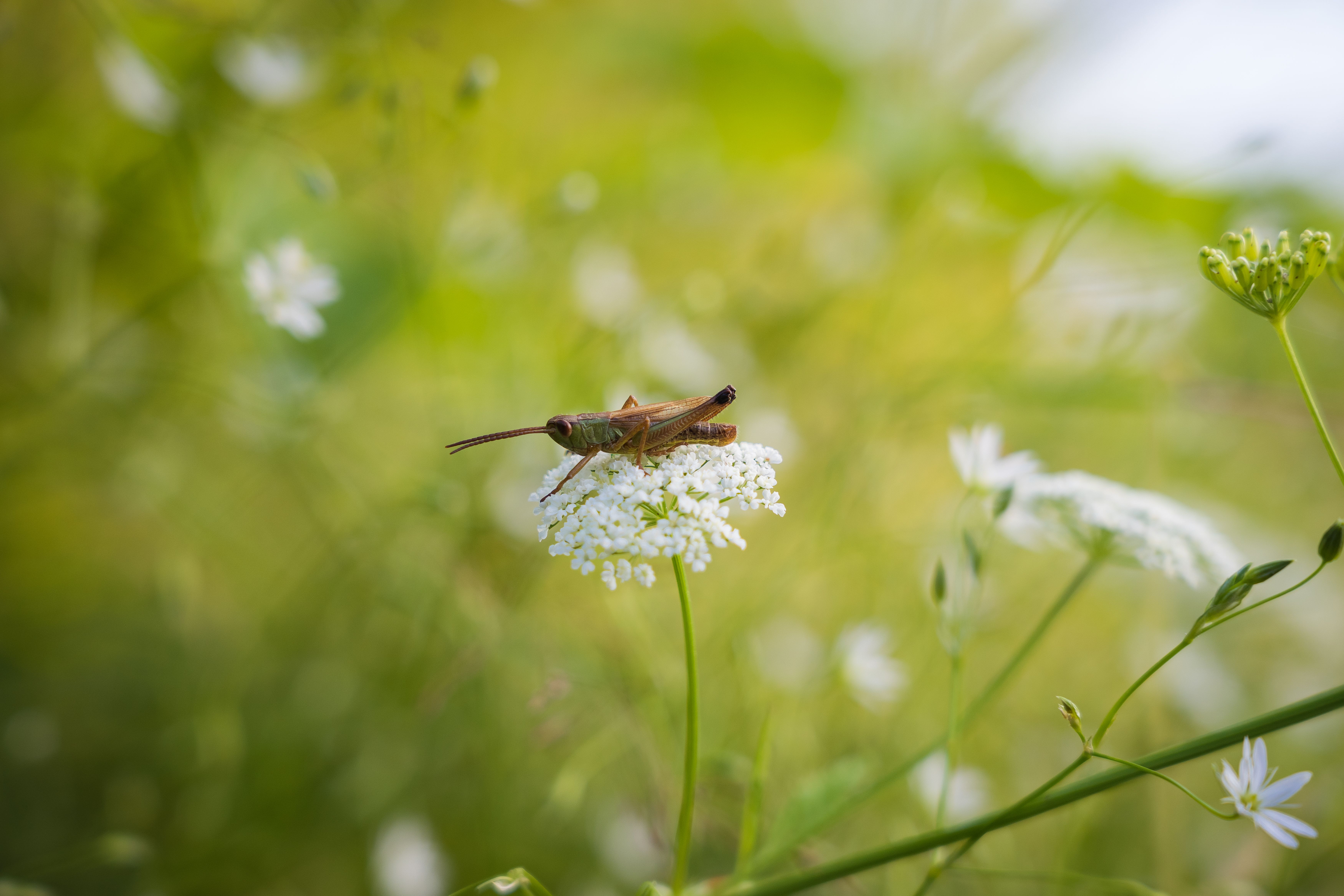 Insekten – Quiz-Titelbild