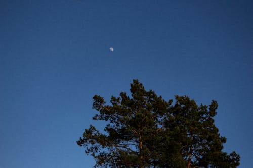 ağaç, ay, doğa içeren Ücretsiz stok fotoğraf