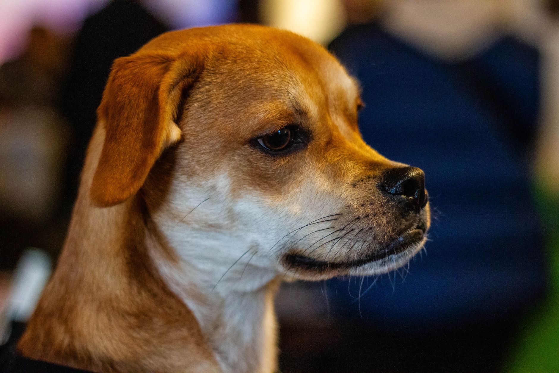 Veterinary care for a dog