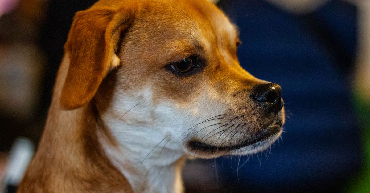 How Expensive Is Dog Care in Canada? A Complete Comparison Guide