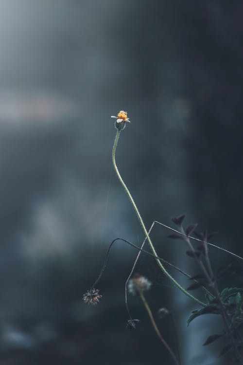 Macro Shot Of A Flower