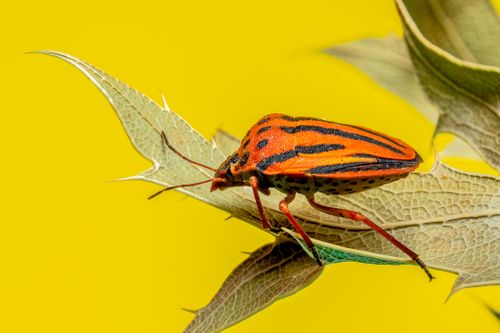 Free Close-up of an orange and black stink bug on a leaf against a yellow backdrop. Captured in Valencia. Stock Photo