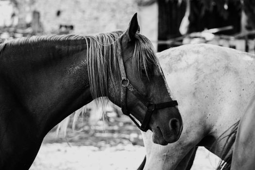 Black and white portrait of a horse in outdoor setting, showcasing beauty and grace in Bursa, Türkiye.