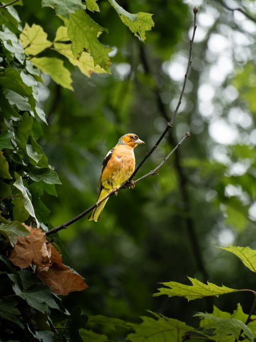 Free Vibrant European Goldfinch resting on a tree branch surrounded by lush green leaves, captured in Apeldoorn, Netherlands. Stock Photo