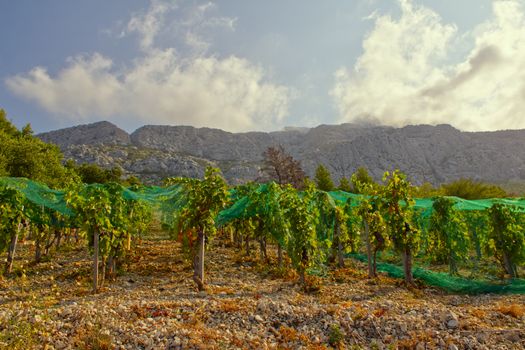 A picturesque vineyard at Baška Voda, Croatia with mountains under a bright sky.