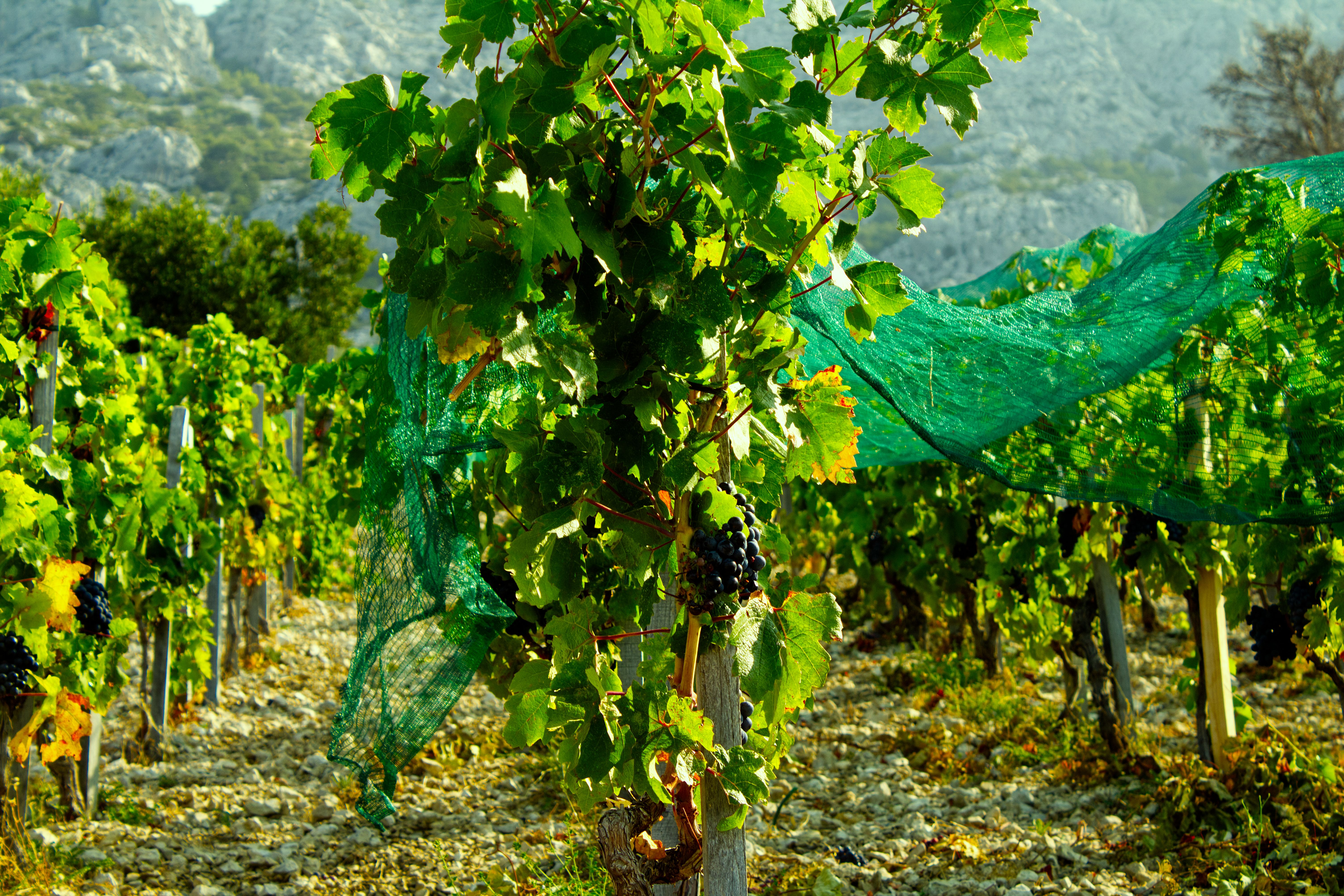 Lush vineyard in Baška Voda, Croatia, with grapes on vines and scenic mountain backdrop.
