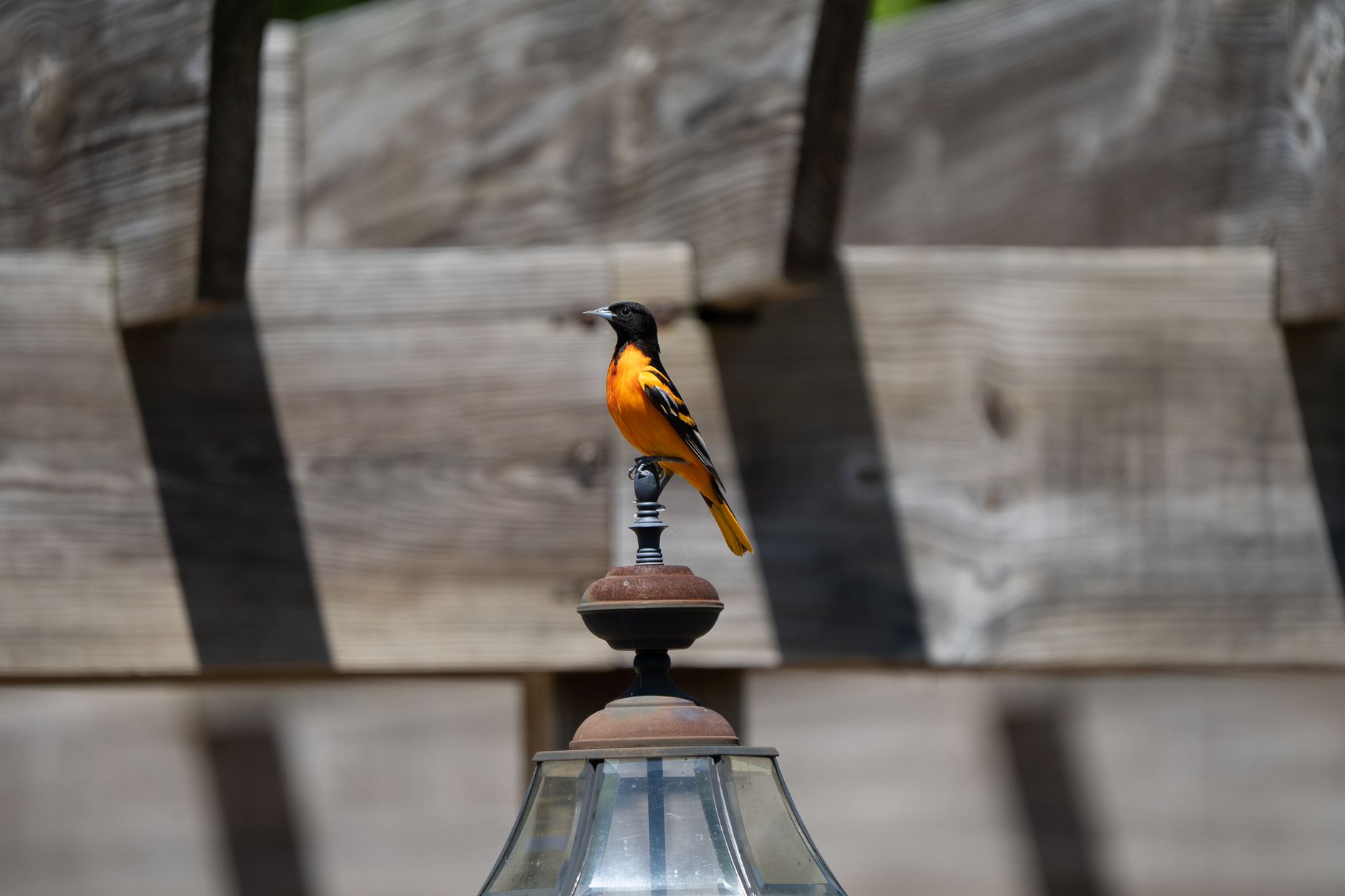 A striking Baltimore Oriole perches elegantly on a rustic outdoor lantern.