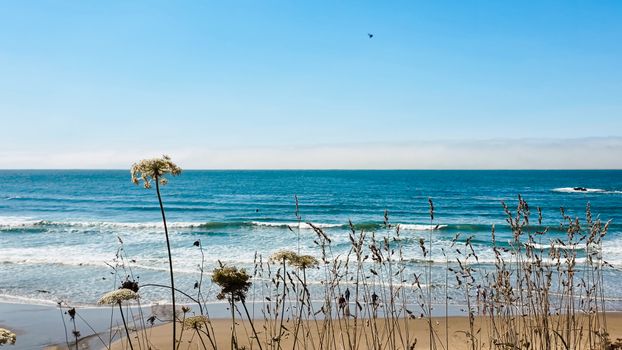 Peaceful coastal view with sea waves and wildflowers under a clear blue sky.