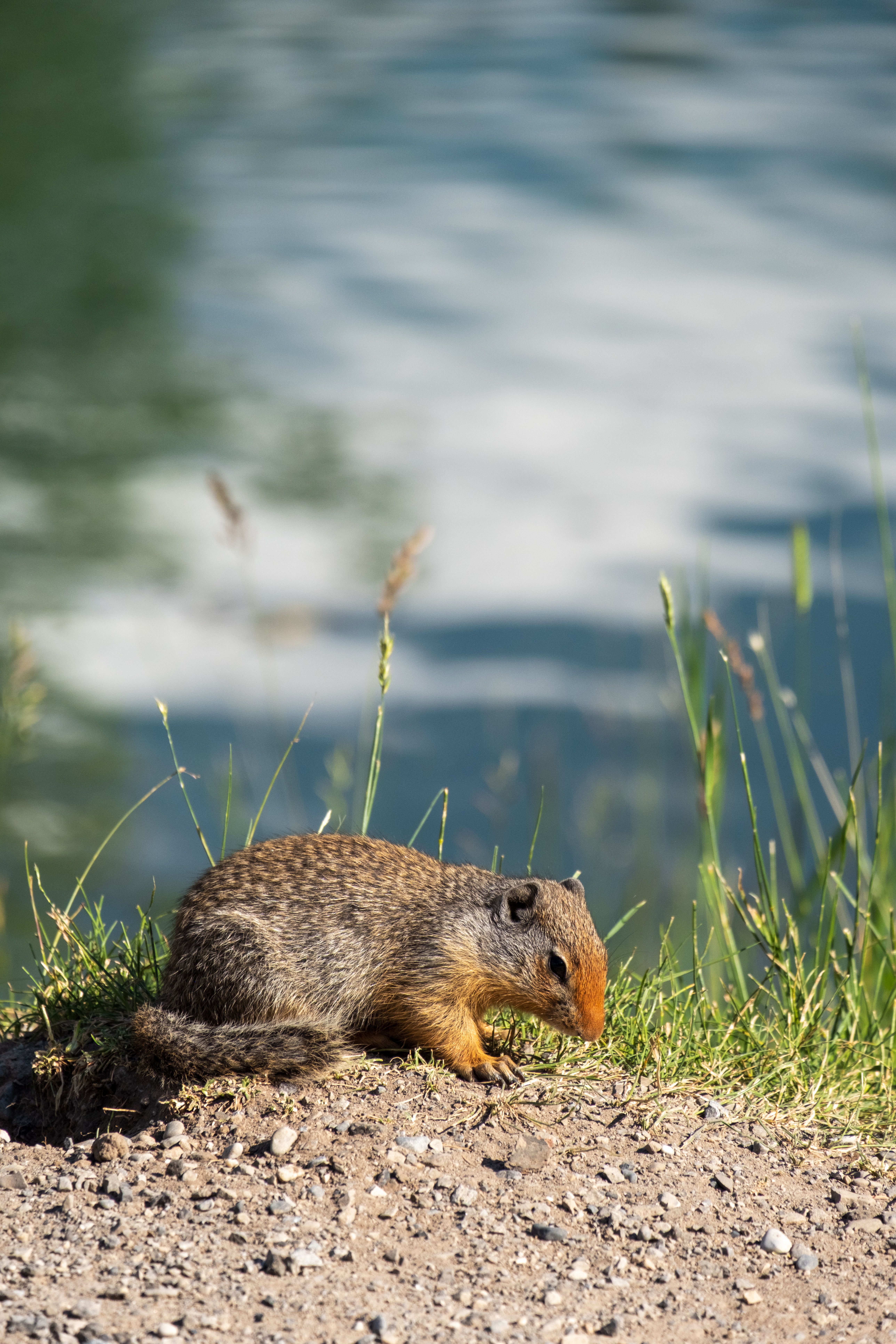 Wildlife