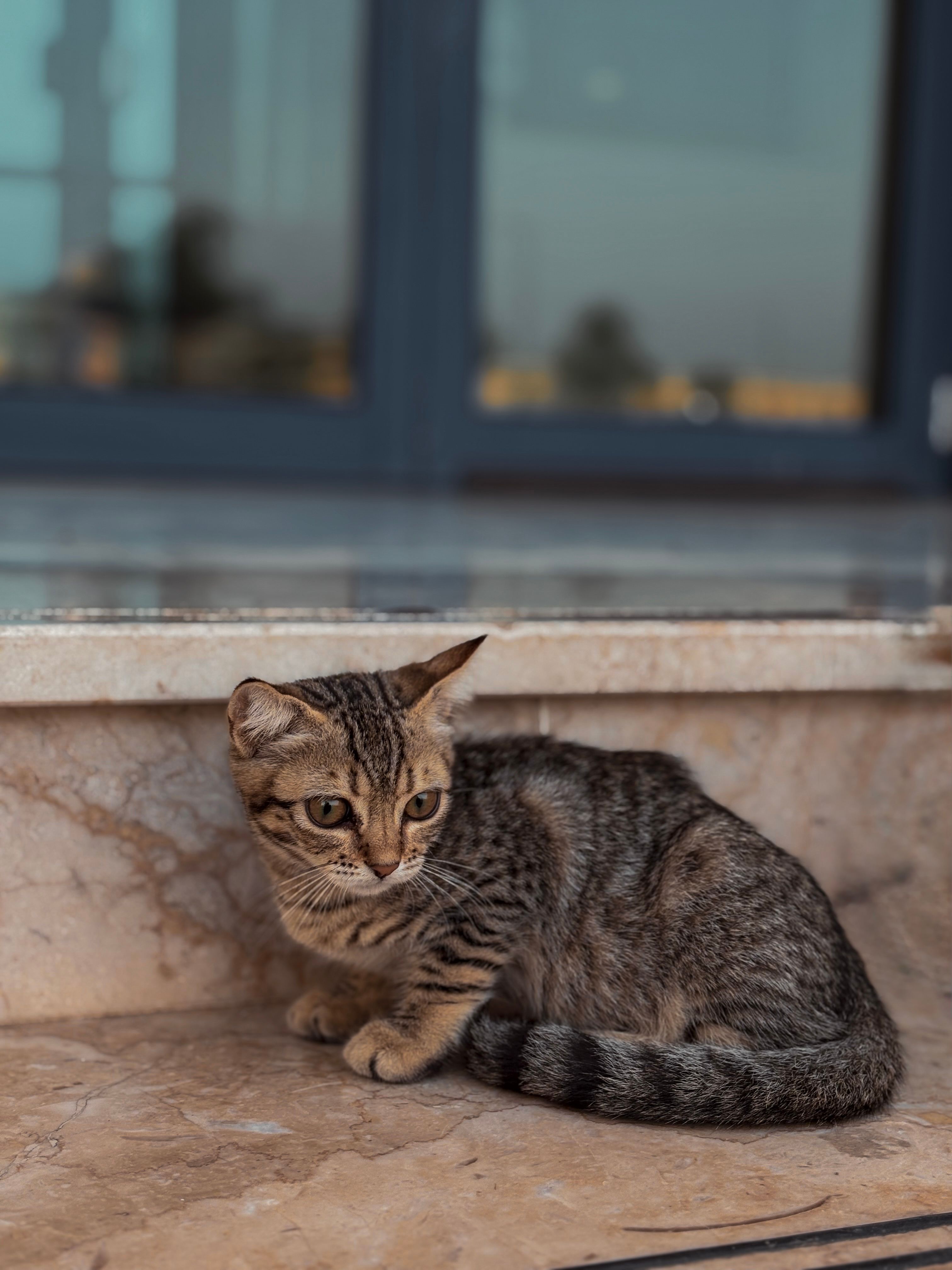 Cute tabby cat sitting on marble step indoors. Cozy and serene pet scene.