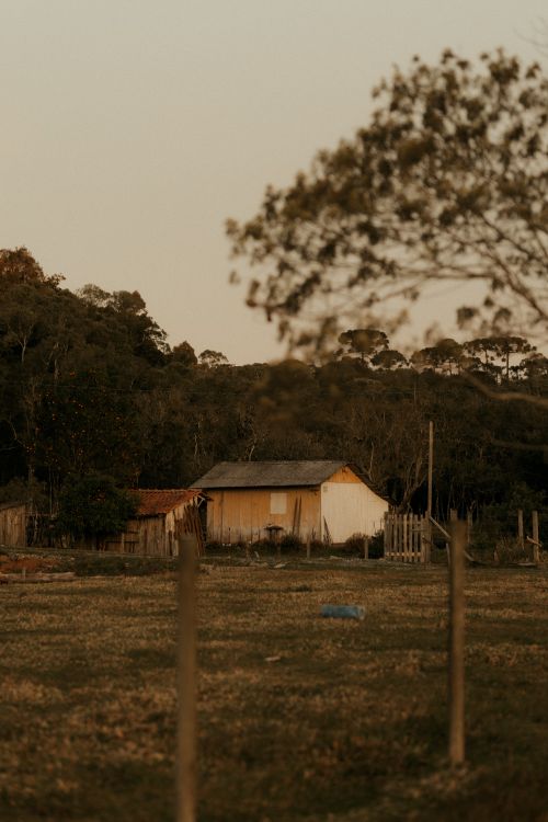 Free A solitary rustic cabin surrounded by dense trees under a warm twilight sky. Stock Photo
