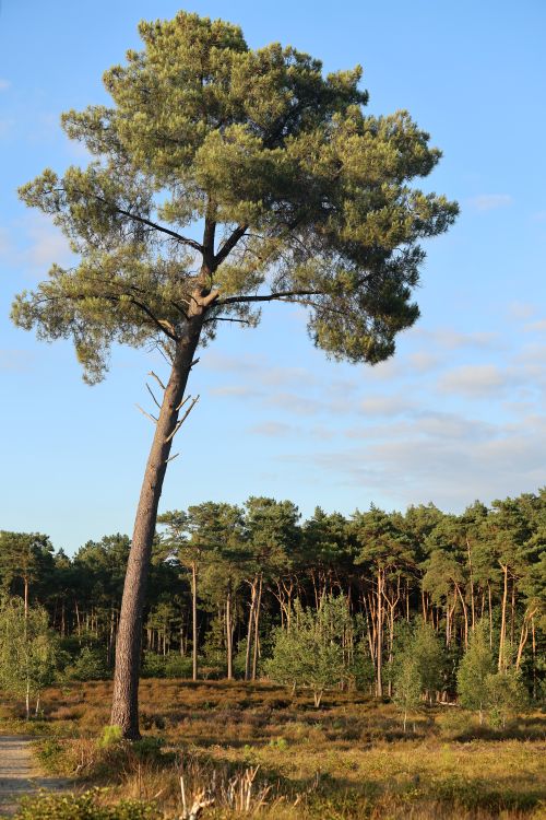 Free A lone tall pine tree stands against a backdrop of a serene, lush forest under a clear blue sky. Stock Photo