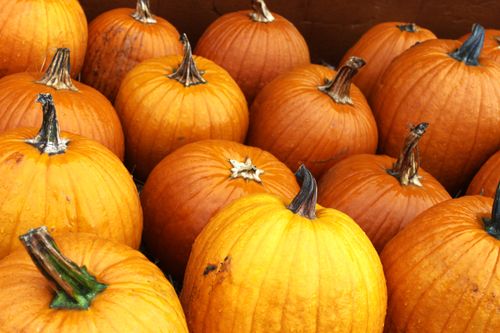 Free Bright orange pumpkins ready for harvest in autumn, perfect for seasonal decorations. Stock Photo