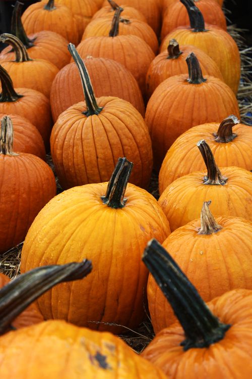 Free A close-up view of ripe orange pumpkins arranged in a field setting, evoking autumn vibes. Stock Photo