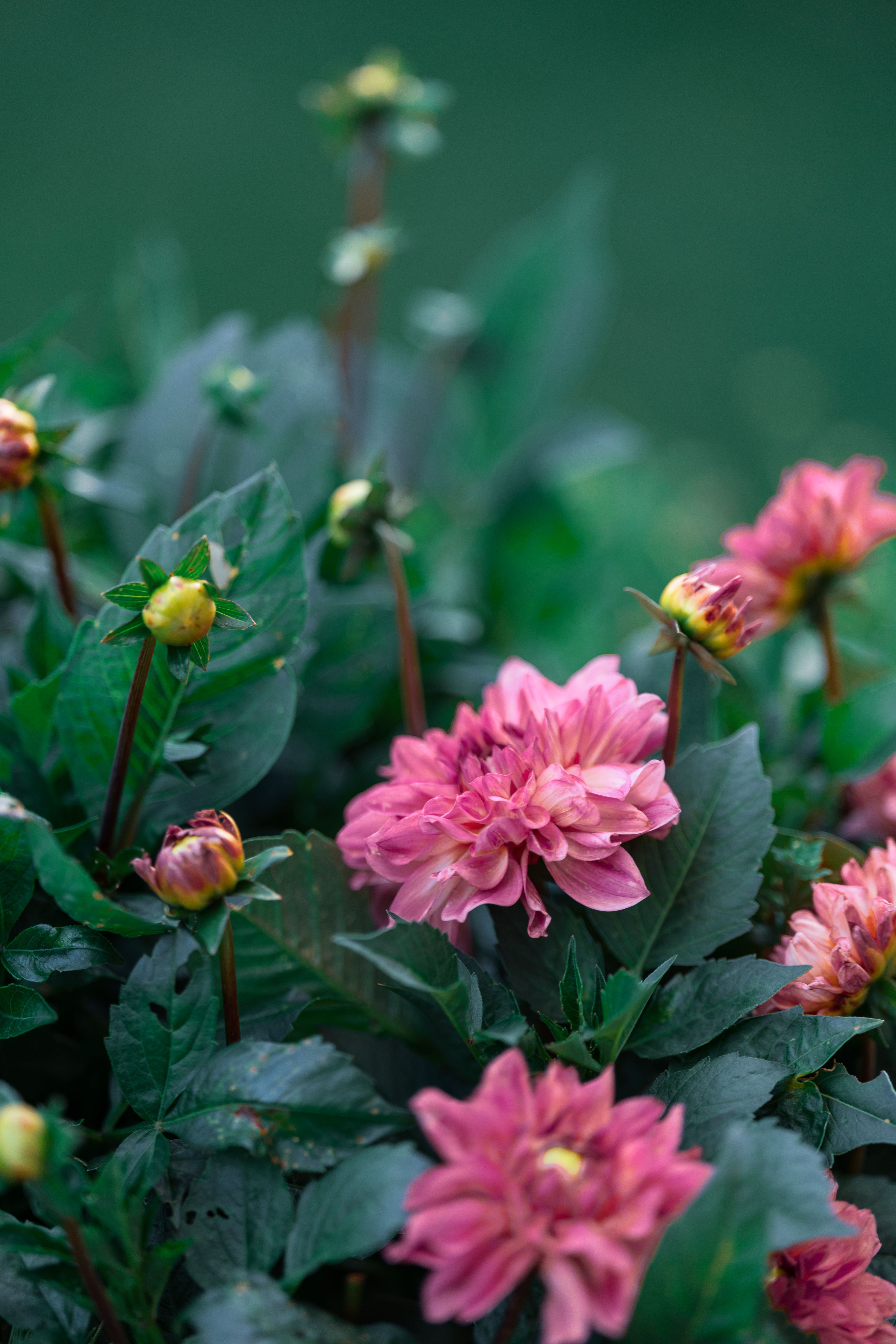 [ColoSach]-close-up-of-vibrant-pink-dahlias-with-lush-green-foliage,-showcasing-natural-beauty-and-freshness.