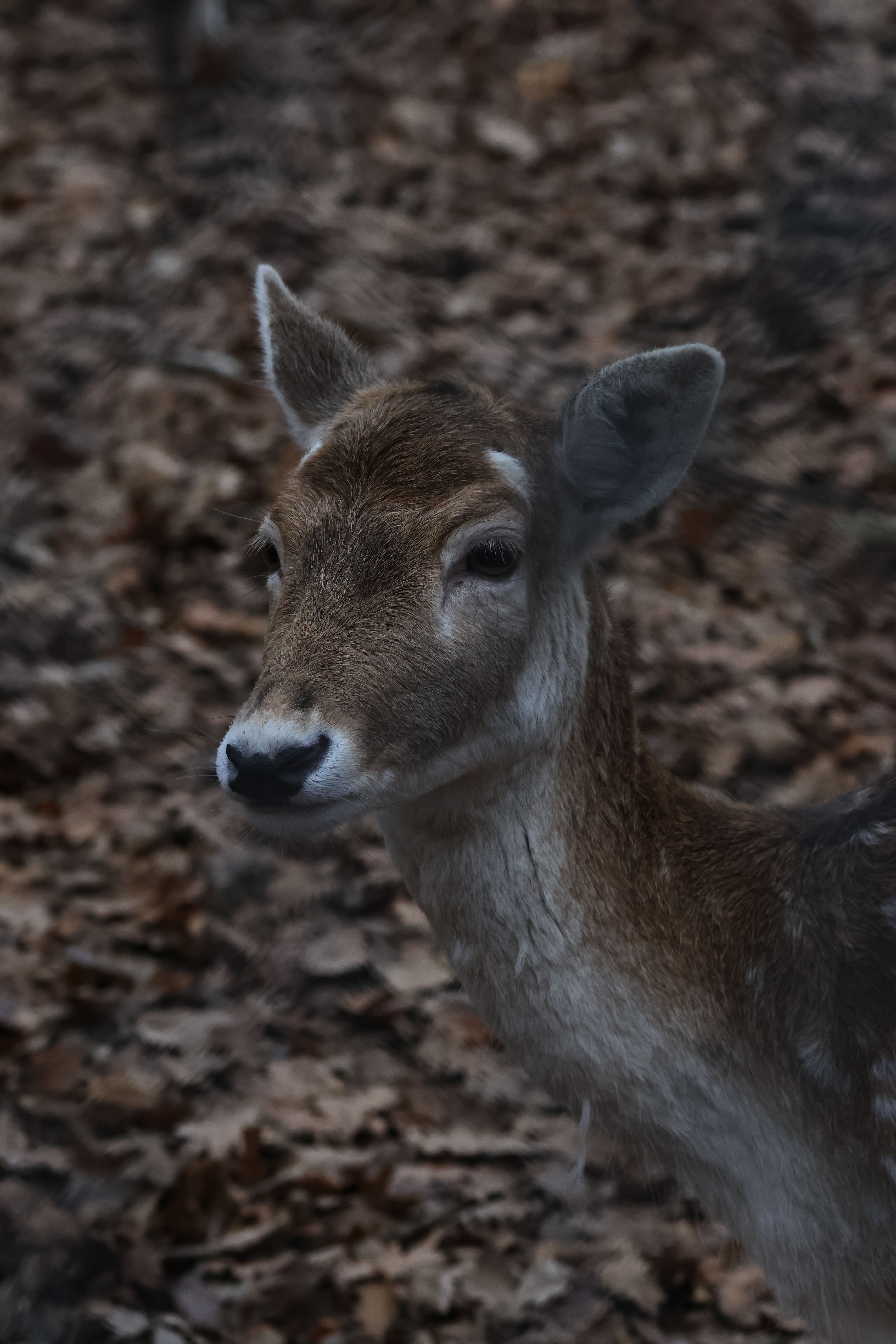 Intimate close-up of a young deer's face surrounded by fallen autumn leaves.