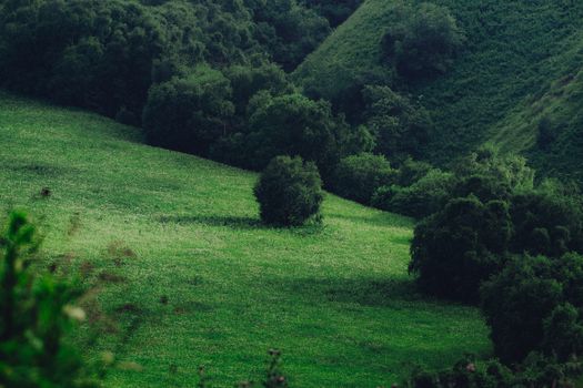 Beeindruckende Bäume & Landschaft – Anime-Stil Hintergrundbild