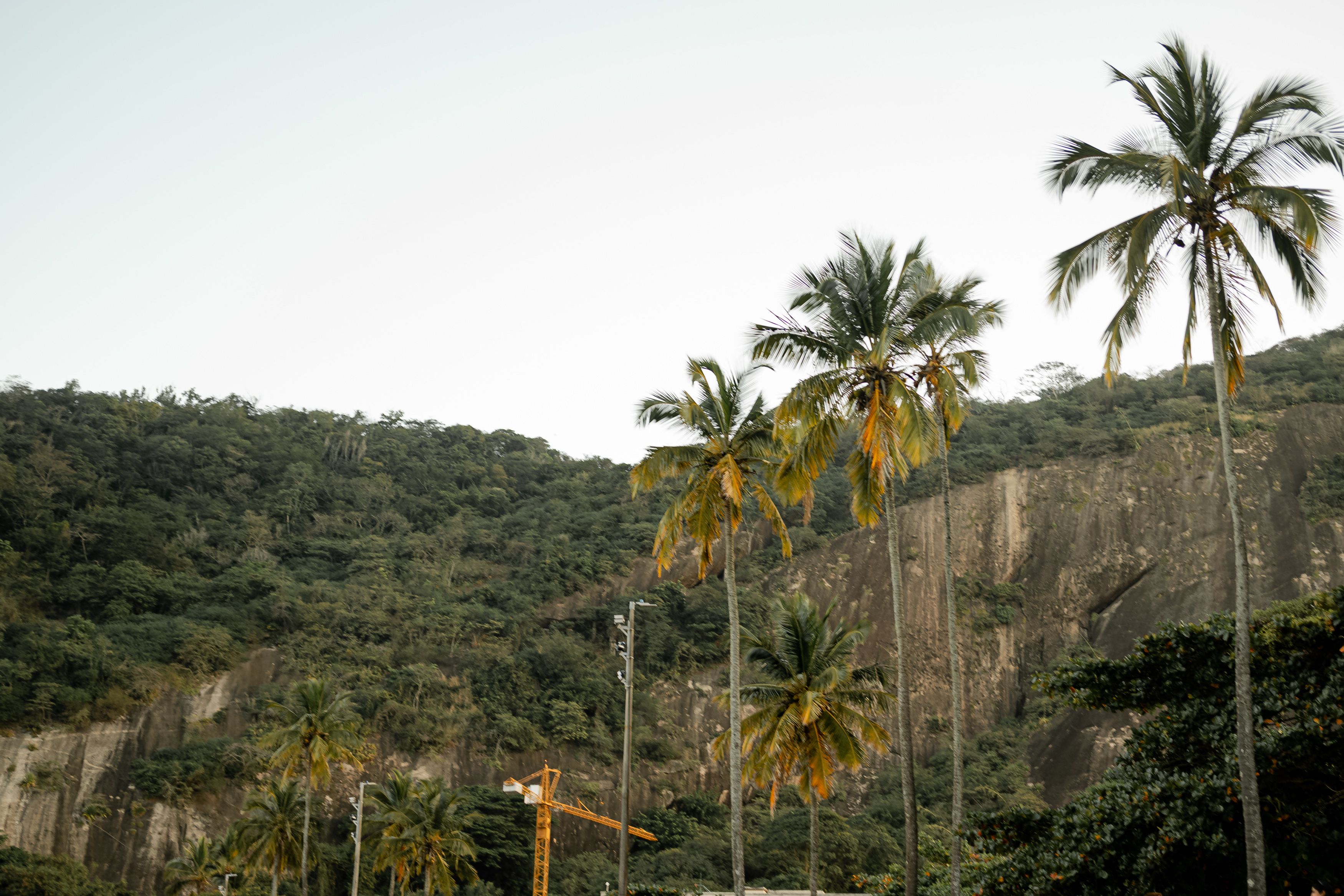 Scenic view of palm trees against a lush green hillside, showcasing nature's beauty.