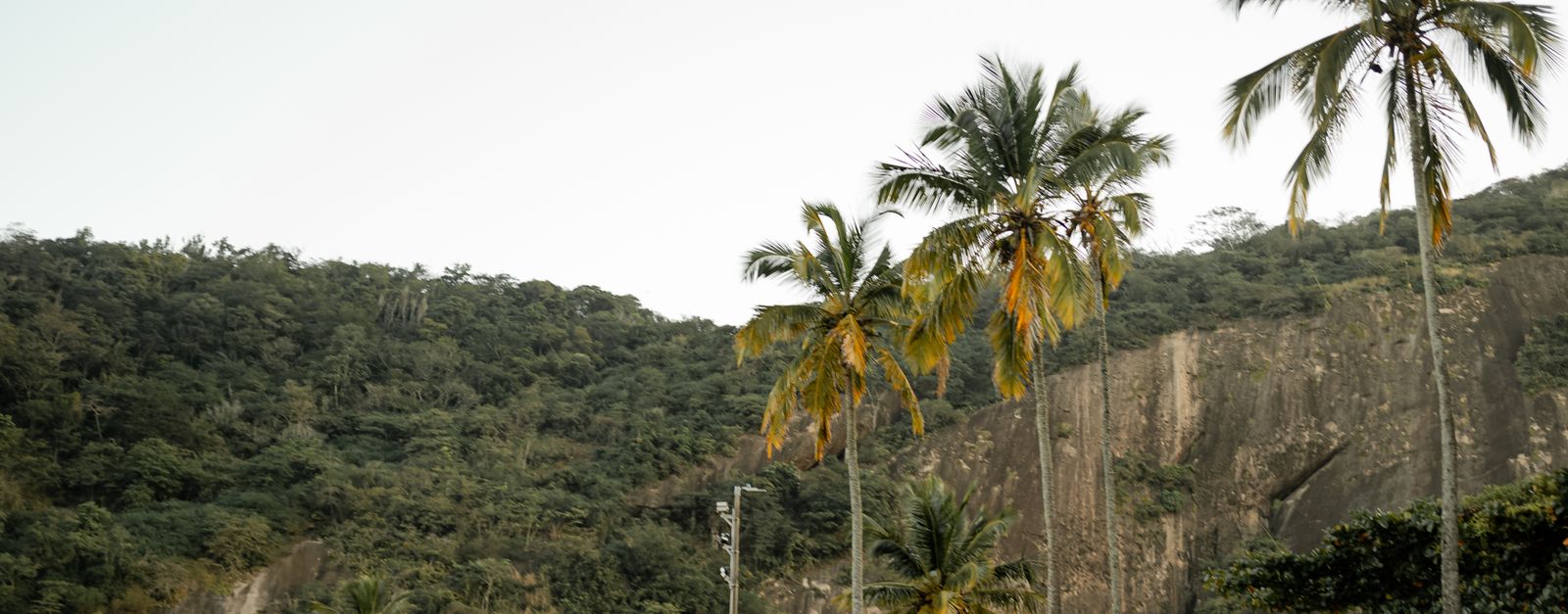 Scenic view of palm trees against a lush green hillside, showcasing nature's beauty.