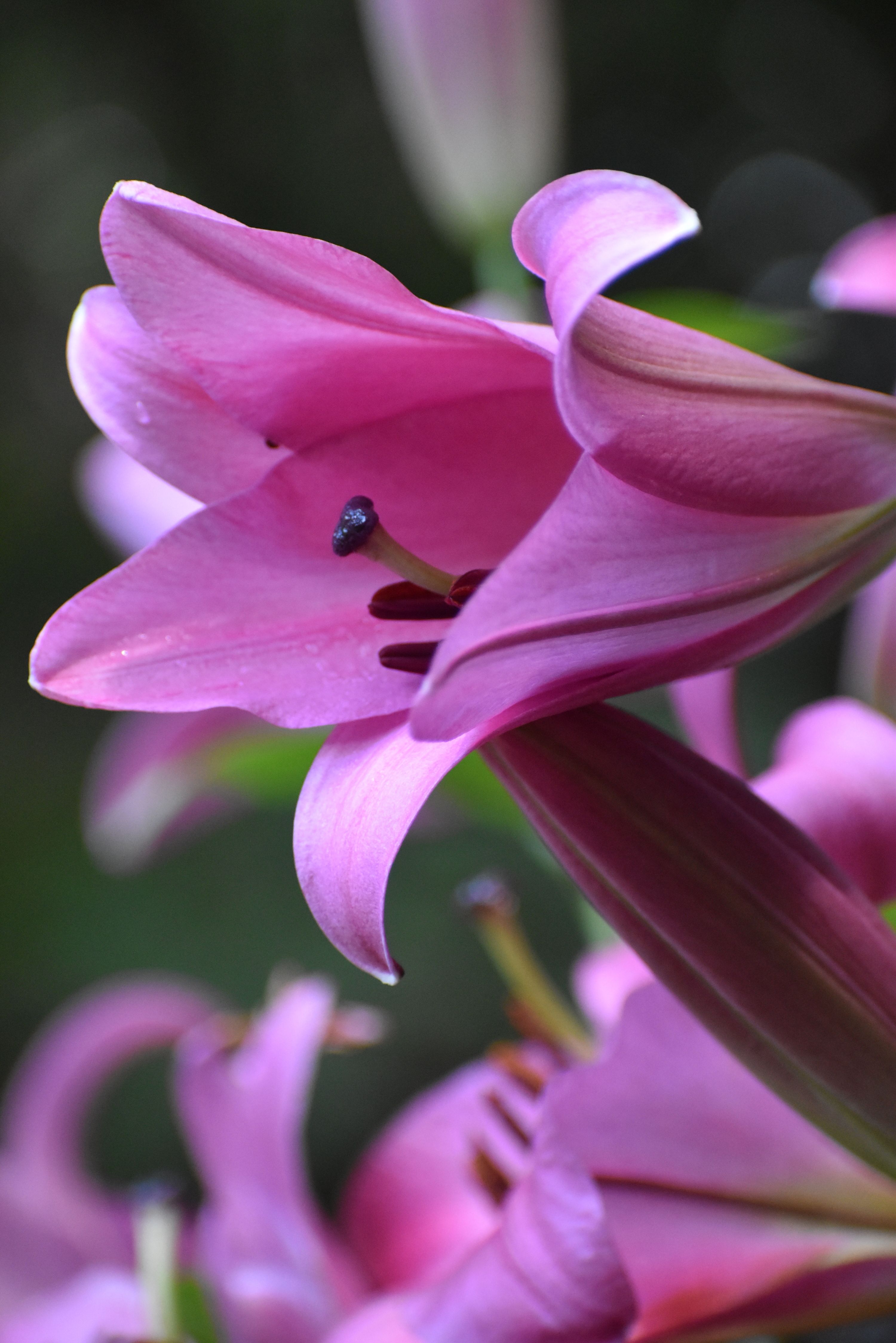 [ColoSach]-a-vibrant-close-up-of-pink-lilies-in-bloom-captures-intricate-petal-details-and-natural-beauty.
