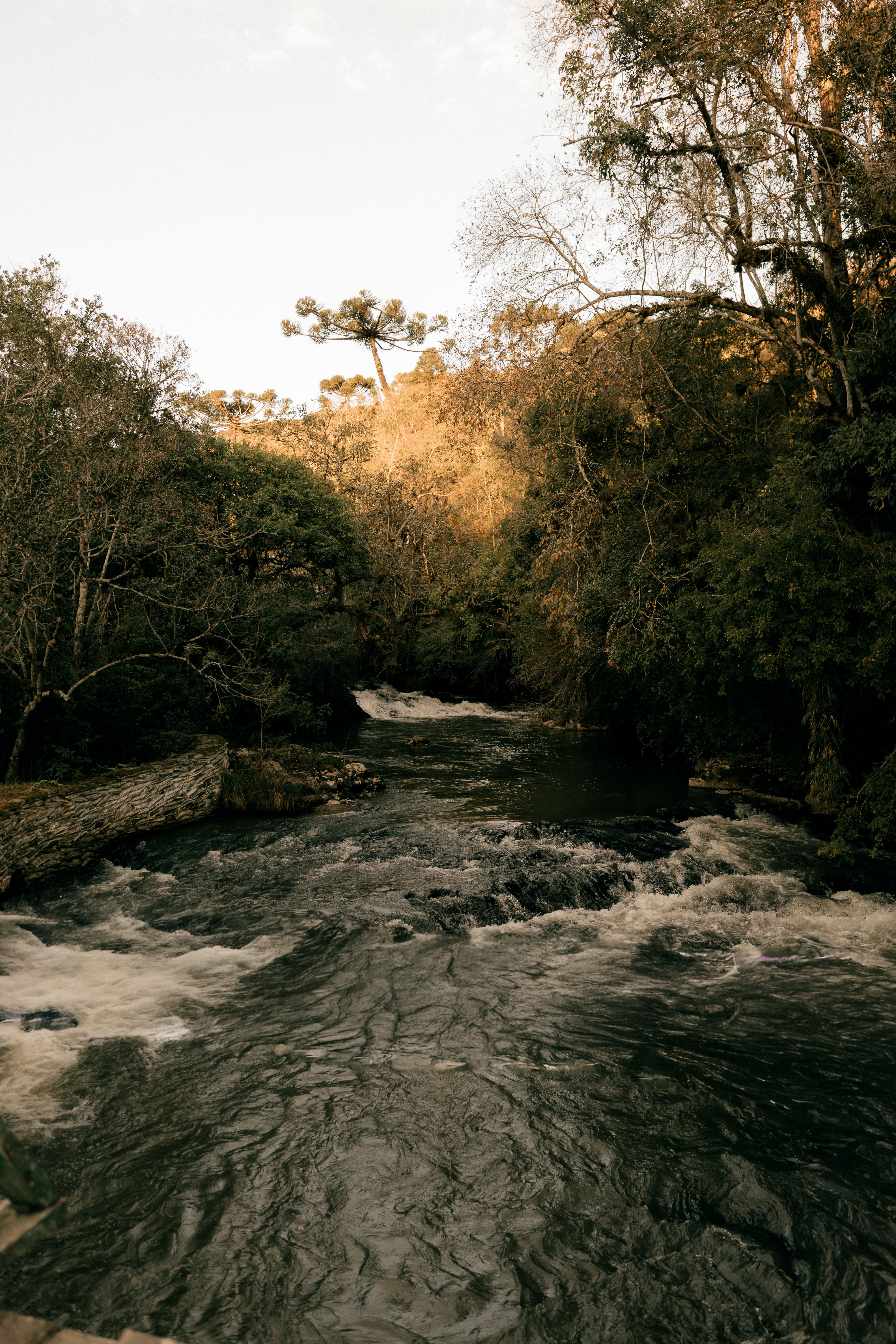 A tranquil river winds through a dense forest with autumn foliage, bathed in warm sunlight.