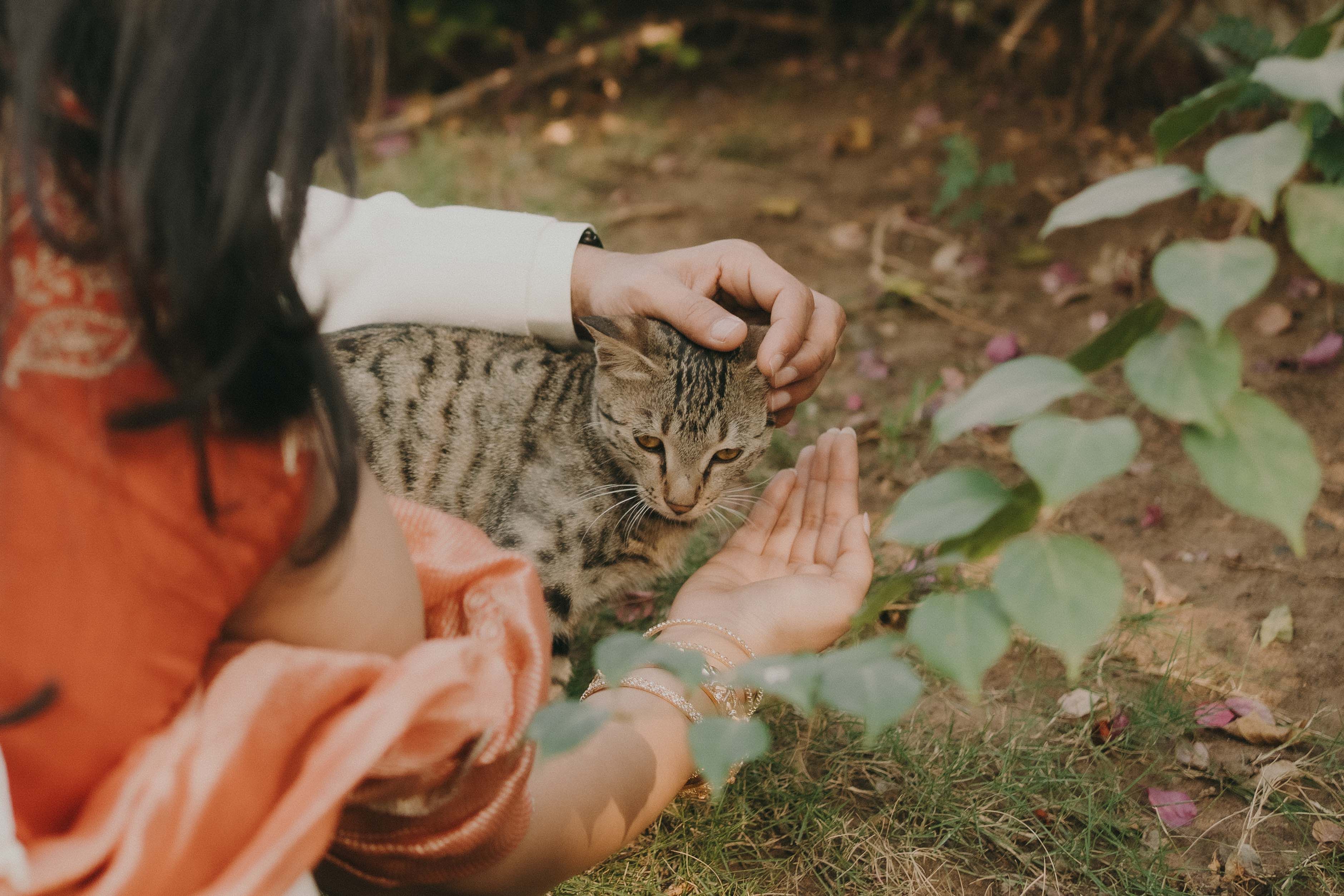 A cat undergoing diagnostic blood testing at a veterinary clinic