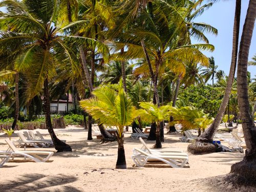 Free Serene beach setting in Samaná, Dominican Republic with lush palm trees and empty loungers. Stock Photo