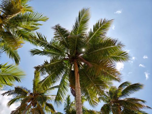 Free Majestic palm trees against a bright blue sky in Samaná, perfect for a tropical vibe. Stock Photo