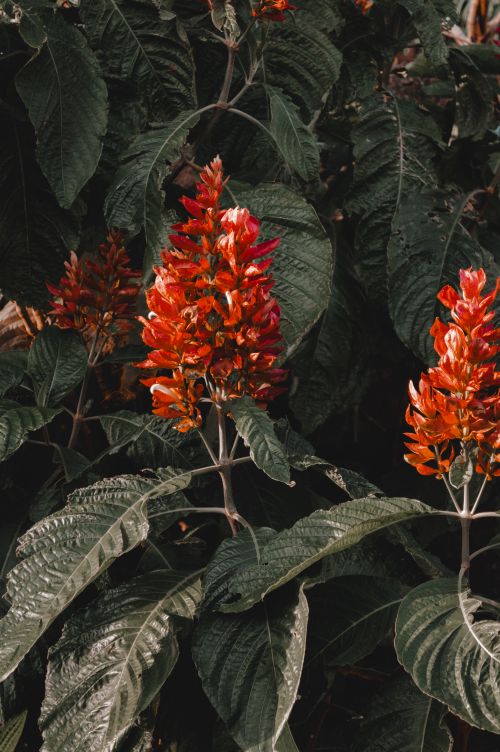 Free Close-up of red tropical flowers amidst vibrant green leaves, showcasing nature's beauty. Stock Photo