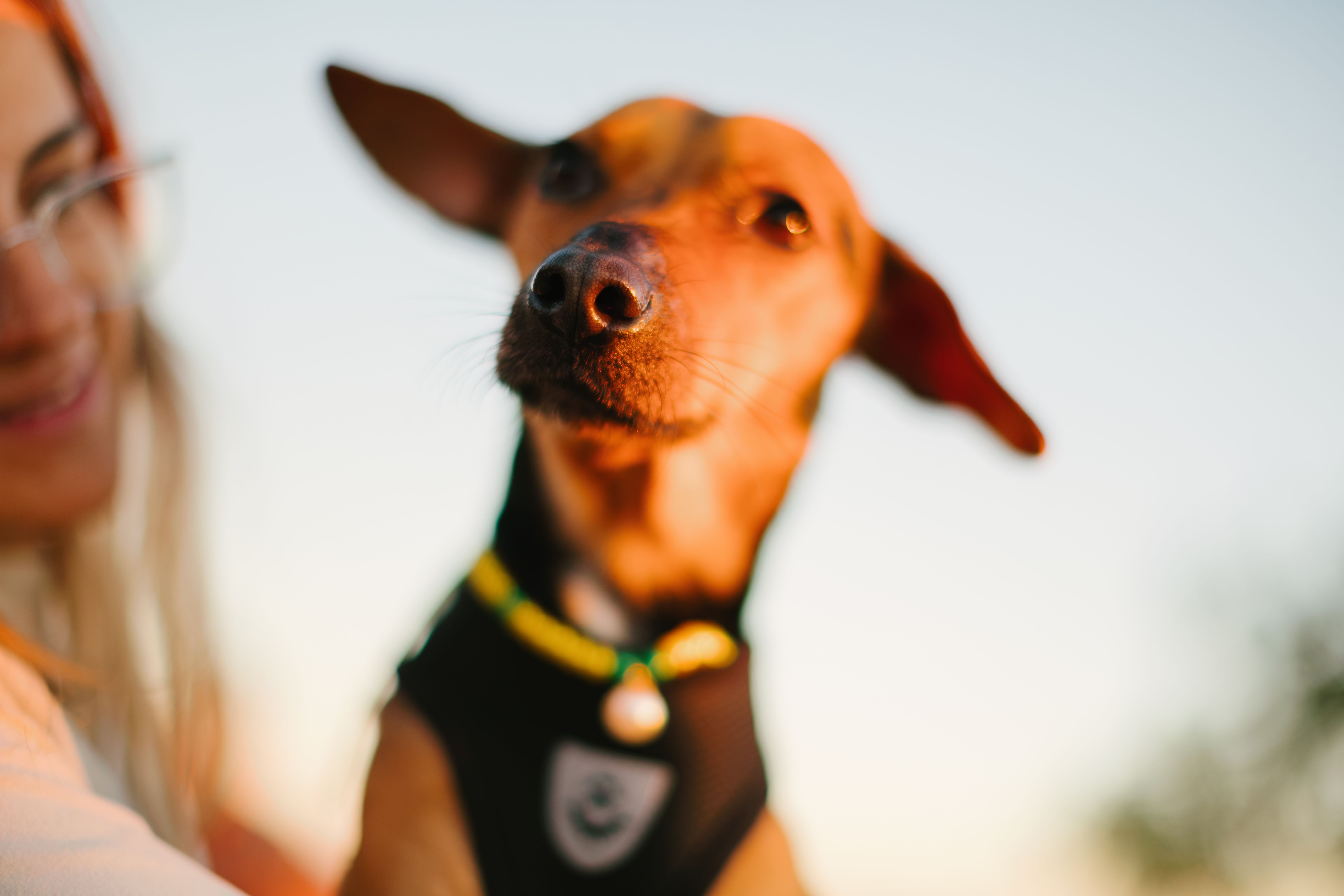 pet technology meaning — Photo by Matheus Bertelli on Pexels