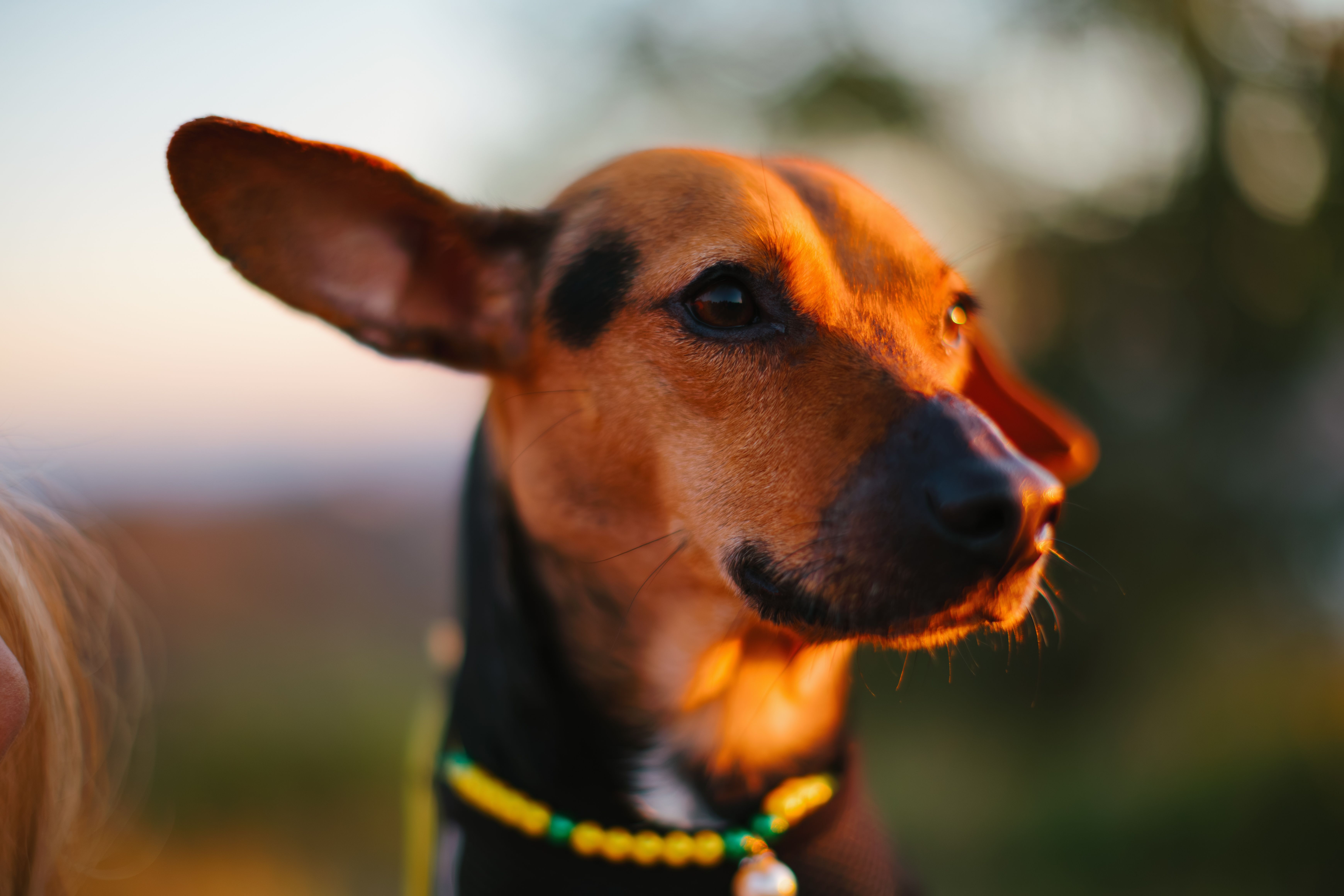 Portrait of a dog at a veterinary clinic