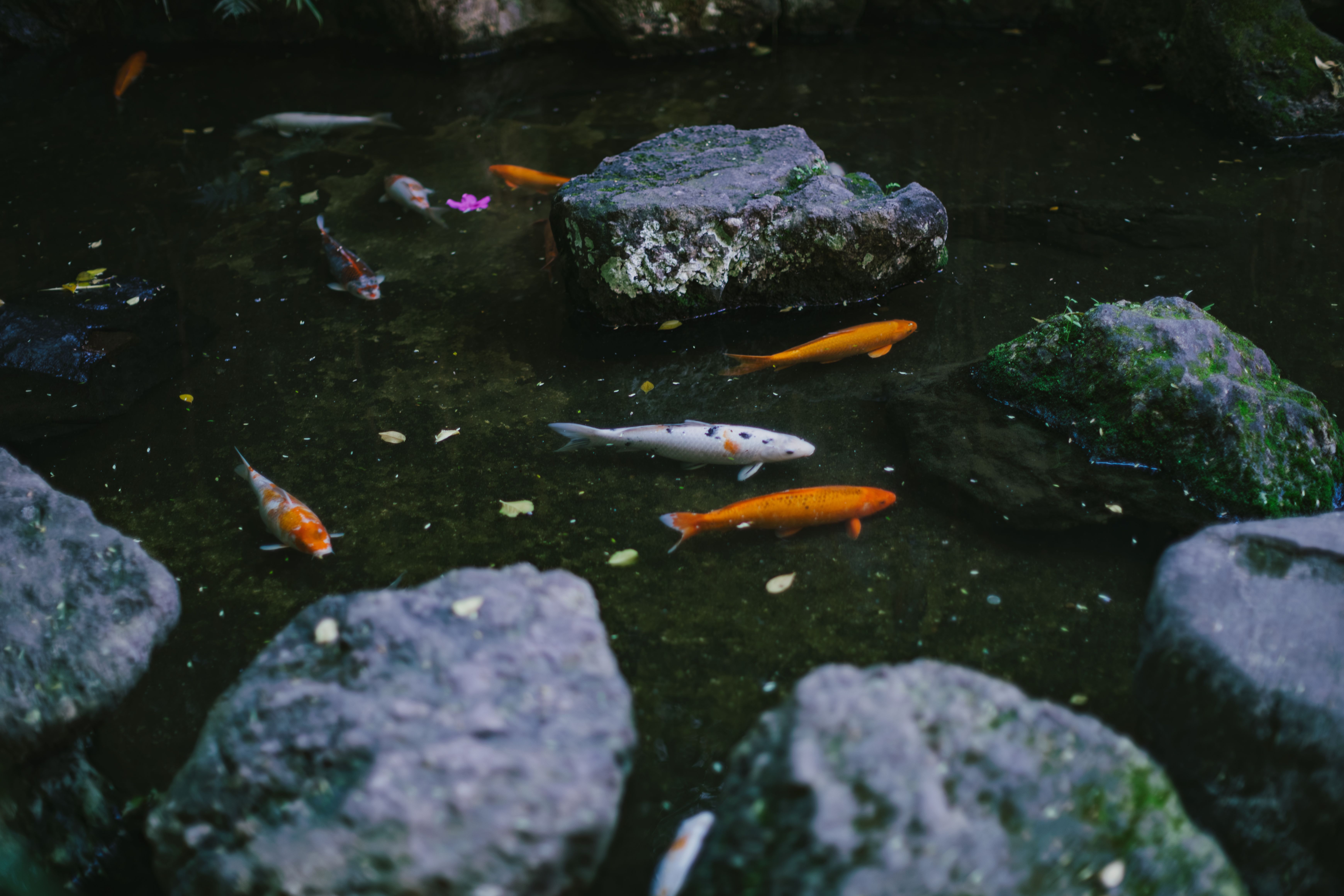 Serene scene of colorful koi fish swimming in a pond surrounded by mossy rocks.