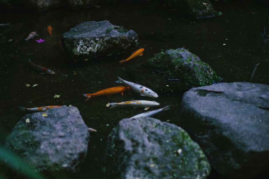 Vérifier que son bassin peut accueillir une koï : illustration