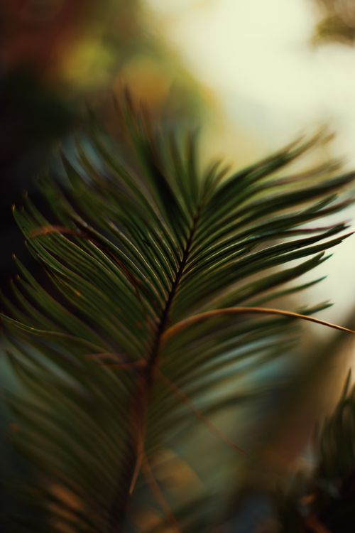Free A detailed close-up of a pine needle with warm, soft lighting and a blurred background. Stock Photo