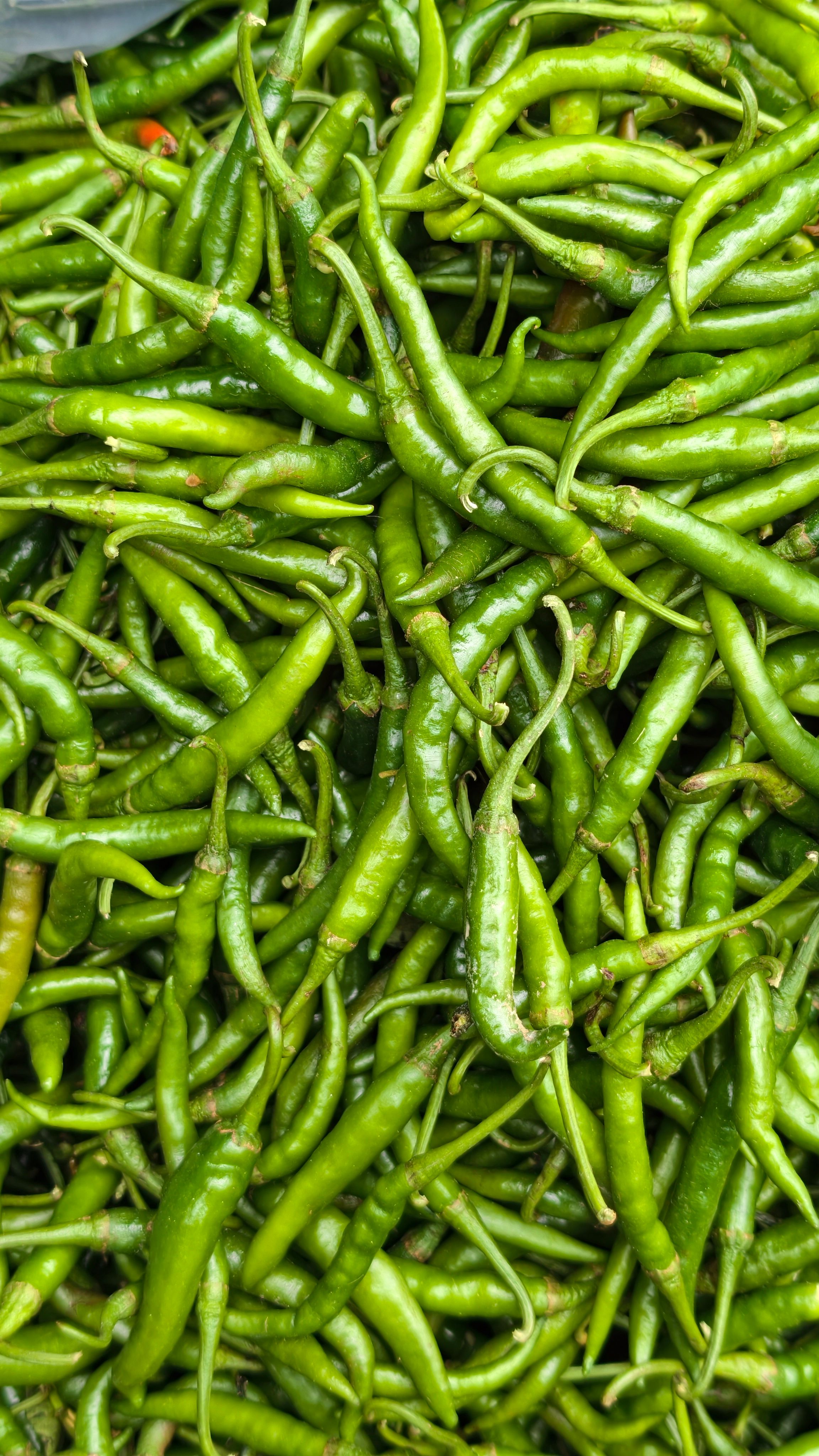 A large pile of fresh green chilies, ideal for cooking and seasoning.