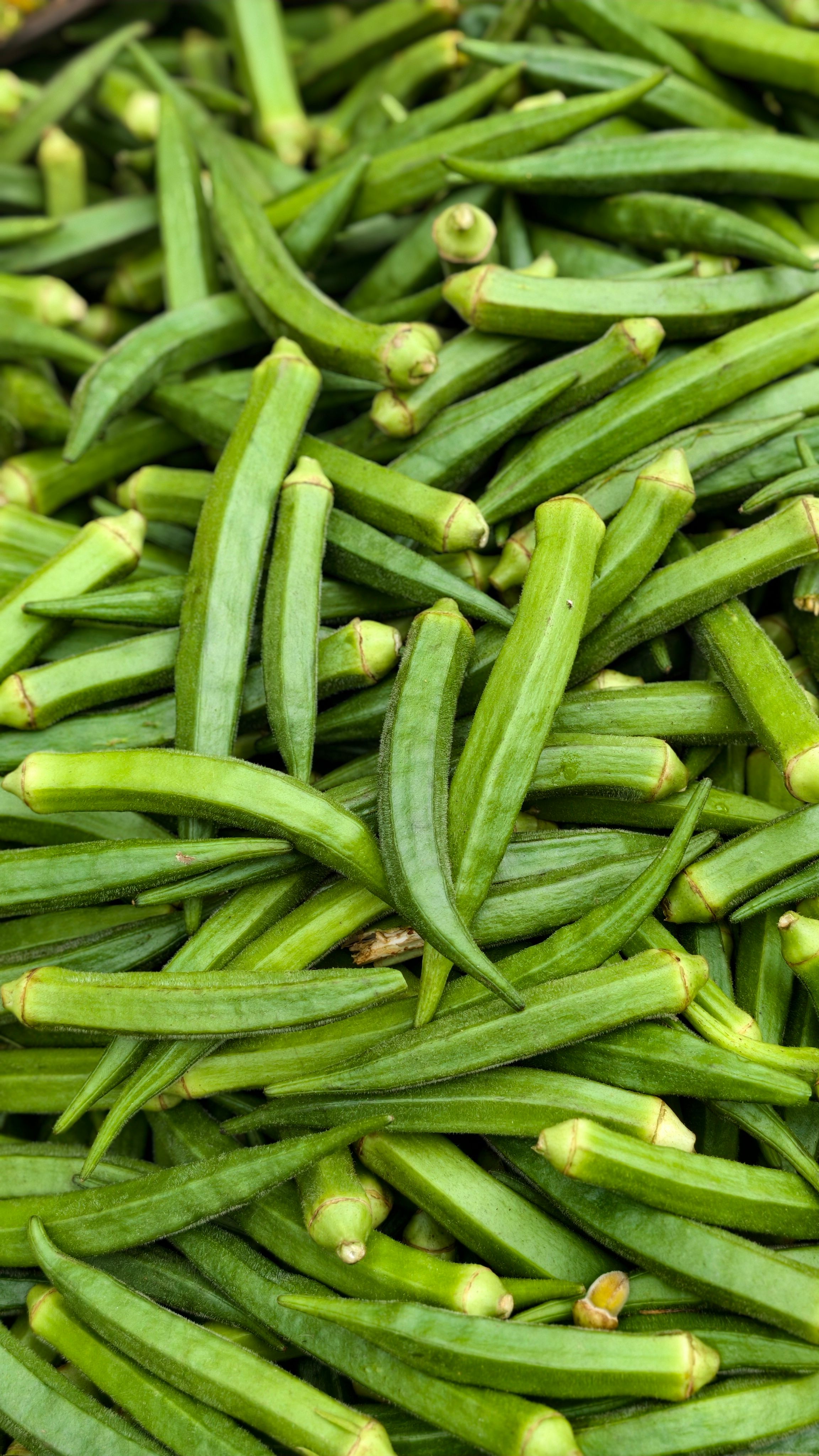 A vibrant collection of fresh okra pods, ideal for healthy recipes and culinary inspiration.