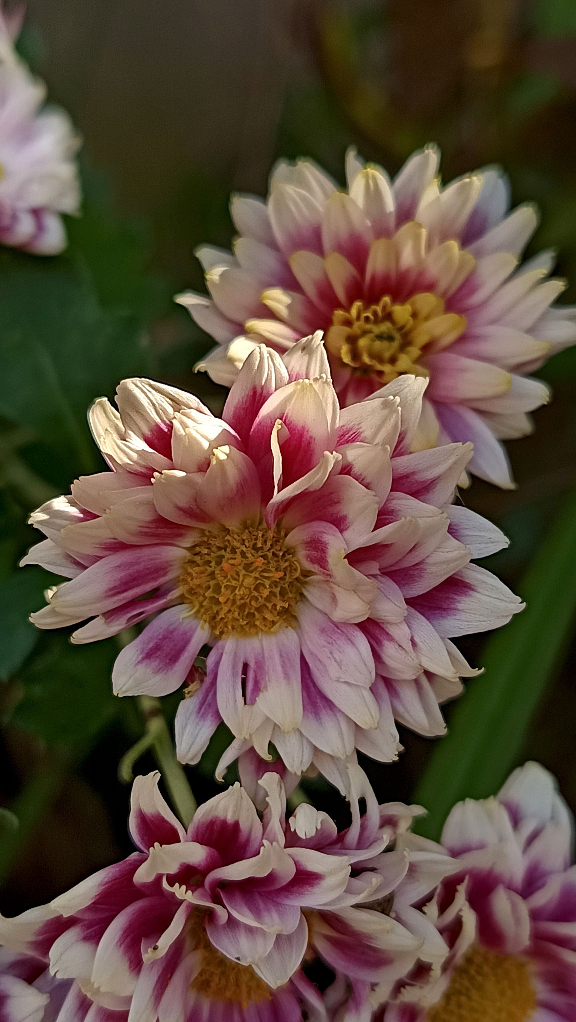 [ColoSach]-close-up-of-blooming-pink-and-white-chrysanthemums-in-a-garden-setting.