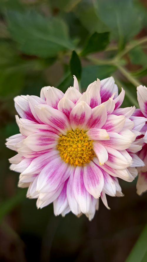 Free Vibrant pink and white chrysanthemum in full bloom with green foliage background. Stock Photo