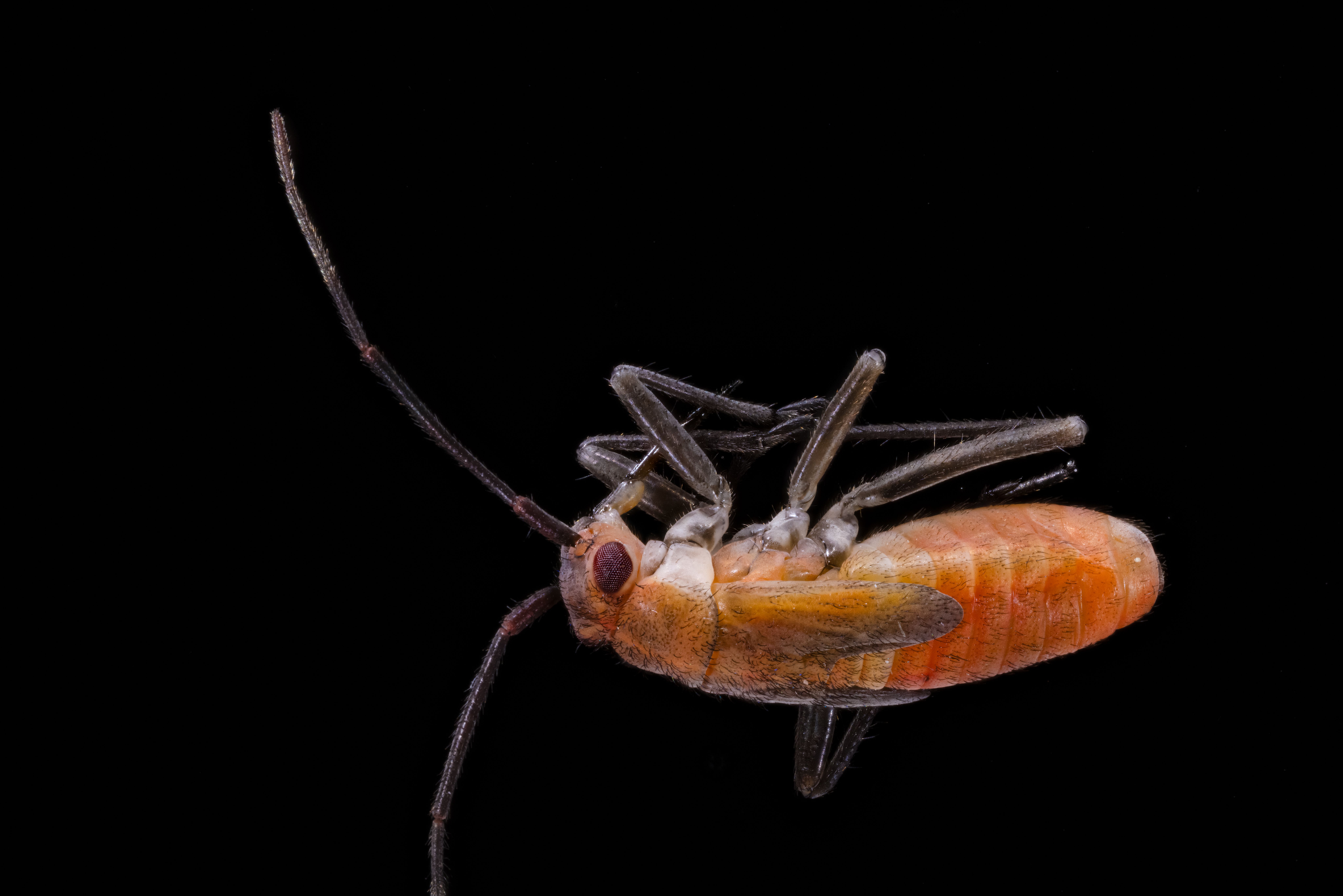 Close-up image of a dead insect against a black backdrop, highlighting its texture and detail.