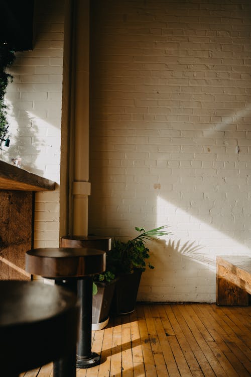 Základová fotografie zdarma na téma bar, barva, bílá