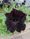 Free Бесплатное стоковое фото с цветок, черный Stock Photo