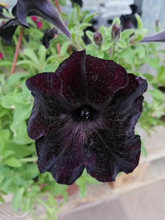 Free Бесплатное стоковое фото с цветок, черный Stock Photo