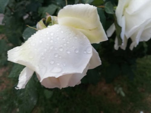 бесплатная Бесплатное стоковое фото с белая роза Стоковое фото