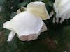 Free Бесплатное стоковое фото с белая роза Stock Photo