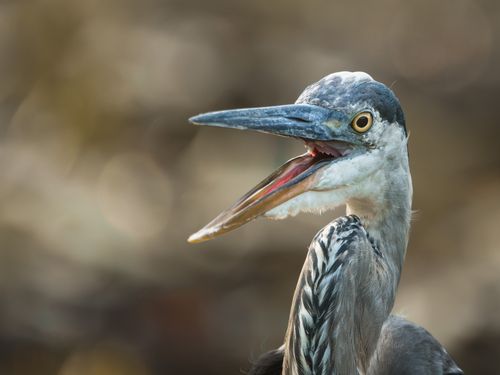 Free Detailed portrait of a Great Blue Heron in nature, featuring its open beak and sharp gaze. Stock Photo