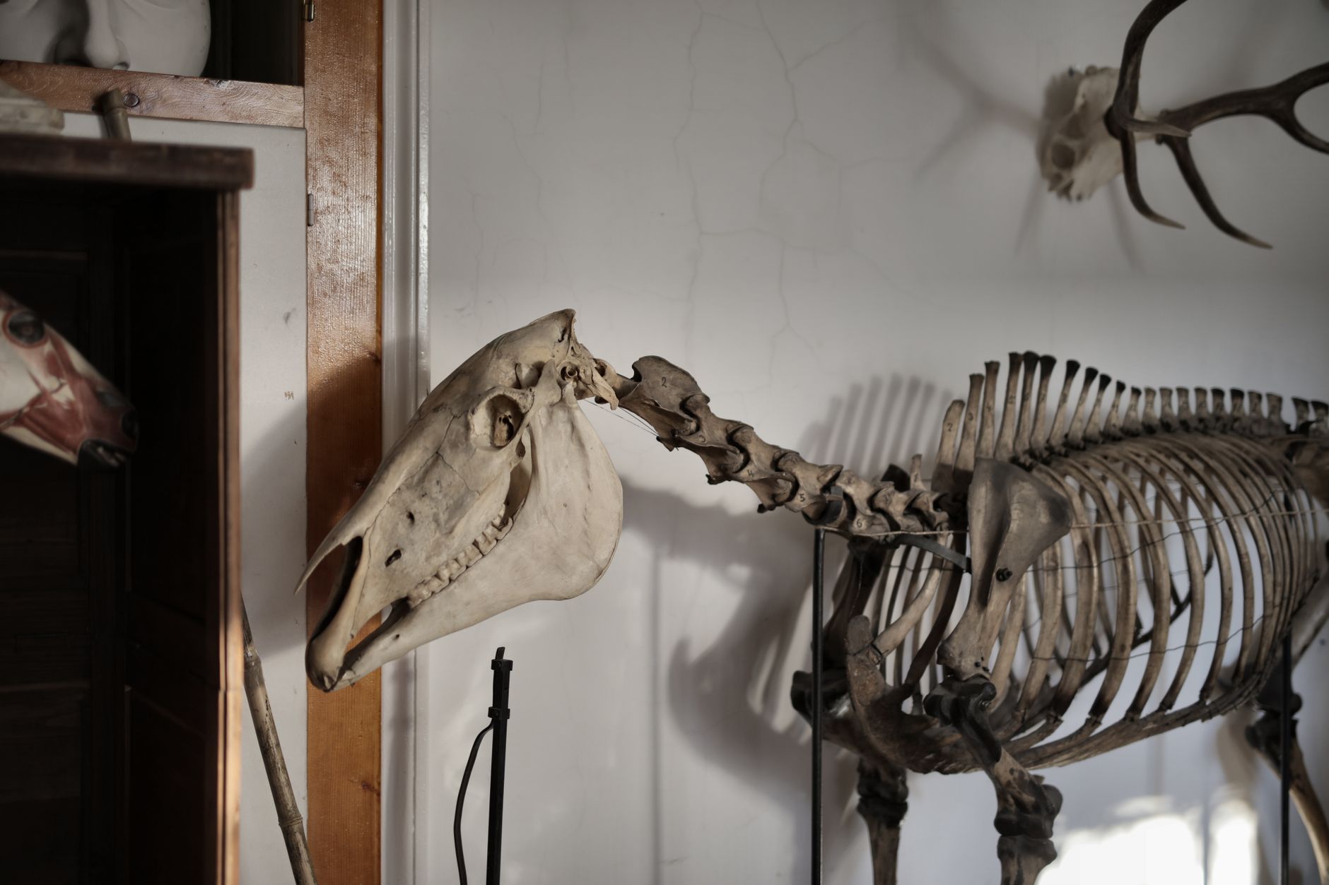 Old dry skeleton of horse in museum against white walls with horns in daylight