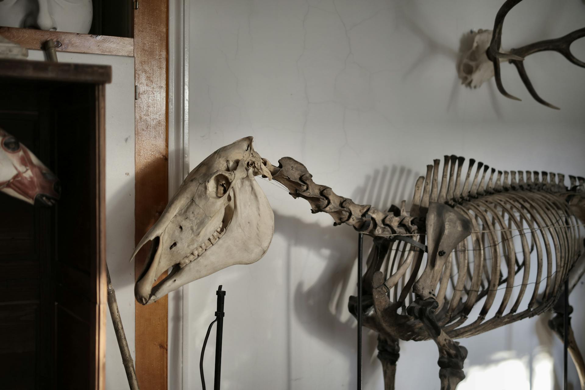 Skeleton of horse in museum